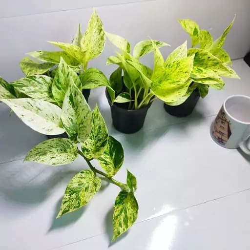 تصویر 1 از خرید و قیمت گیاه پتوس سفید + فروش عمده